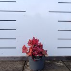 Heuchera hybridná (Heuchera hybrida) ´FOREVER RED´ - výška 25-35 cm, kont. C2L